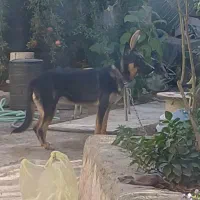 ژرمن|سگ|سبزوار, خسروجرد|دیوار