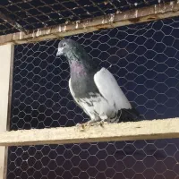 کله دم قلدور|پرنده|کبودرآهنگ, |دیوار