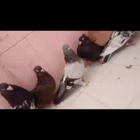 شقشقی ماده|پرنده|سرپل ذهاب, |دیوار