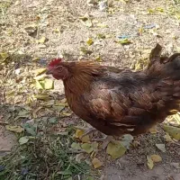 مرغ و خروس|حیوانات مزرعه|مشکین‌دشت, |دیوار