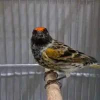 گلبسر دهندار