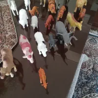 بیست عددحیوان