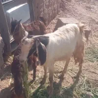 فروش بز دو کهره ای