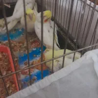 جوجه عروس هلندی|پرنده|چناران, |دیوار