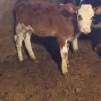 گوساله سیمینتال اصل ماده