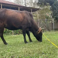 دو گاو شکم دار لوکس ودرجه یک برای خانه دار یا کاسب|حیوانات مزرعه|گوراب زرمیخ, |دیوار