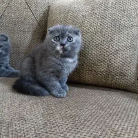 بچه گربه های اسکاتیش نروماده