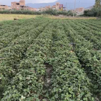 توت فرنگی سابرینا  نی 5|گل و گیاه طبیعی|آزادشهر, |دیوار