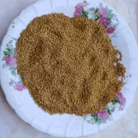 بذر یونجه درجه یک پایه بلند همدان با قد 120 سانت