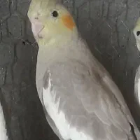 عروس هلندی بالغ