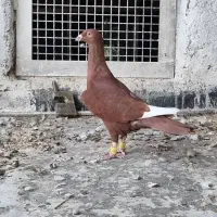 کبوتر|پرنده|ضیاء آباد, |دیوار