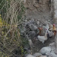 شیش عد مرغ محلی بایه خروس