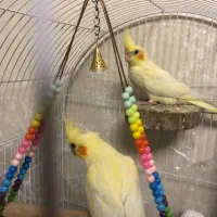 عروس هلندی سه ماهه|پرنده|بهارستان, |دیوار