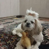 واگذاری سگ غیر رایگان