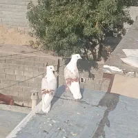 کفتر