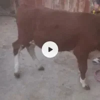 گوساله نرتخمی|حیوانات مزرعه|کشاورز, |دیوار