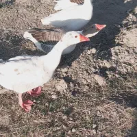 یه جفت غاز نرو ماده|حیوانات مزرعه|ایرانشهر, |دیوار