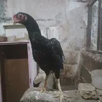 ۲عدد خروس لاری اصیل بفروش میرسد|حیوانات مزرعه|هیر, |دیوار