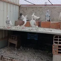 کبوتر تکپر