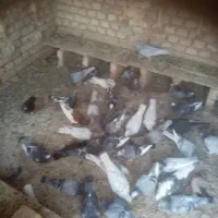 تعدادی کبوتر فروشی|پرنده|فرح دشت, |دیوار