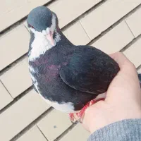 کبوتر امری|پرنده|سیرجان, |دیوار