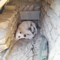 سگ پاکوتاه با توله هاش