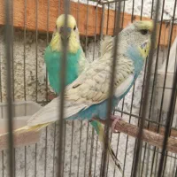 مرغ عشق رنگین کمانی مولد با خط خونی بسیار بالا