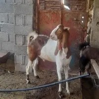 قوچ برشن چاق چاق|حیوانات مزرعه|بندر کنگان, |دیوار