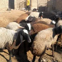 ۱۰رس میش شیشک