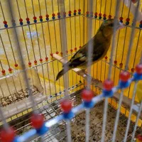 فروش سهره قناری