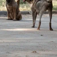گمشده