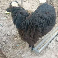 باسلام فروش بره نر