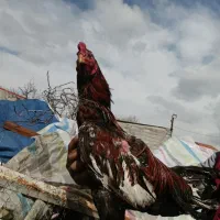 خروس لاری اصیل