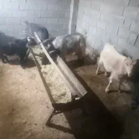 بز وتیشتر چاق