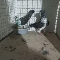 کفتر تهرانی همه پروازی  باضمانت پرواز میدم