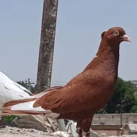 سرخ دم سفید سبز  زاغ
