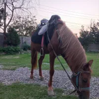 ۲ راس اسب یک مادیا یک نریان