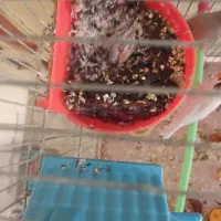 نروماده فنچ لپ سیاه مولد|پرنده|شهرکرد, |دیوار