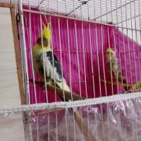 عروس هلندی جفت