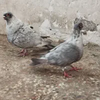 طوق سفید