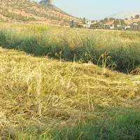 برنج چمپا کرف