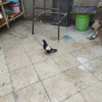 سینه نر،سفید نر، زرد جوجهظ