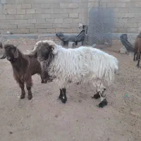 فروش یک بره چاق پرواری