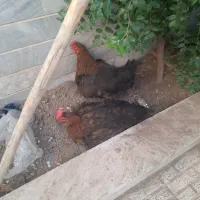 دوتا مرغ تخمگذار