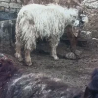 چپش نر  کیلویی 300|حیوانات مزرعه|زاغه, |دیوار