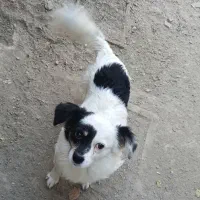 سگ نروماده|سگ|چناران, |دیوار