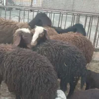 شش عدد بره نر پای پروار