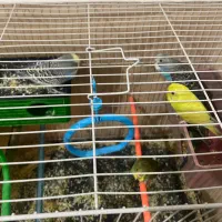 ۱۴عدد مرغ عشق نرو ماده|پرنده|بیرجند, |دیوار