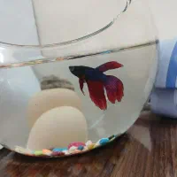 ماهی فایتر نر هافمون