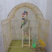 عروس هلندی